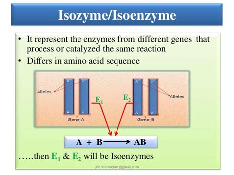 isoform vs isozyme|What are the differences between isozymes, allozymes and .